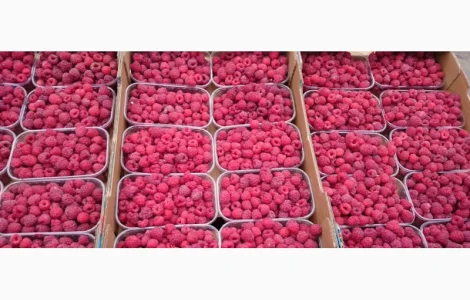 Продаж Малина саджанці сорту Атлант полана Зюгана ще 15 сортів