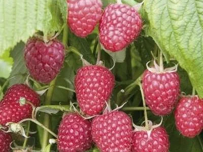 Продам саженці малини