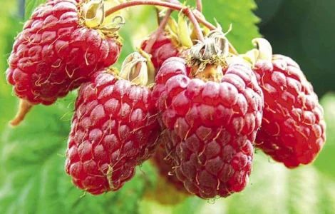 Якісні саджанці літньої малини Гусар