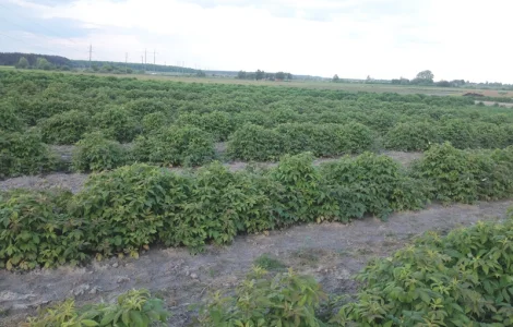 Продаю саджанці малини літньої та ремонтантної оптом та в розбріб