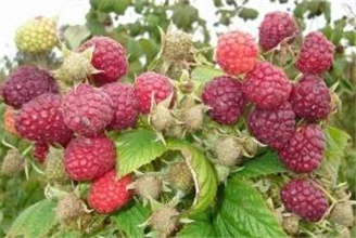 Продам саджанці малини