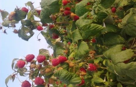 Продам саженцы малины ремонтантных сортов Полка и Полана