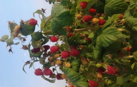 Продам саженцы малины сортов Полка и Полана