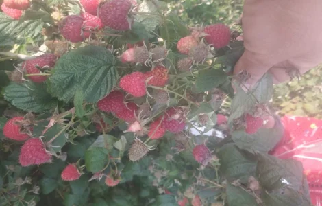 Продам ремонтантную малину Полана и др