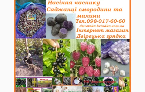 Саджанці смородини на посадку