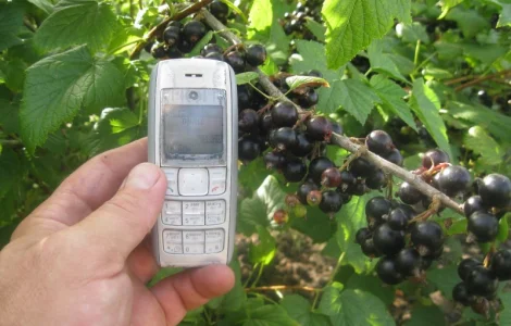 Продам саджанці чорної смородини