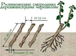 Продам живці однорічні чорної смородини на посадку весна 2025р