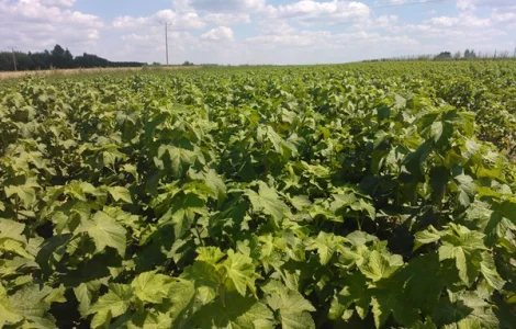 Продам ліцензійні саджанці чорної смородини польських сортів