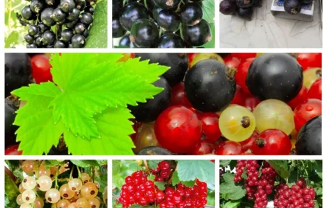 Саджанці червоної смородини