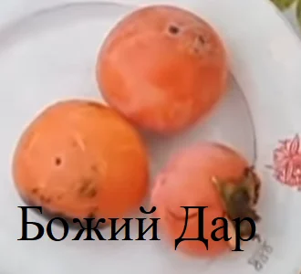 Саженцы хурмы