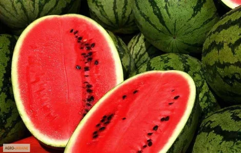 Продам семена Арбуз Антем F1 (Hollar Seeds