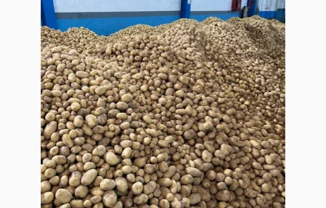 Картопля Спунта