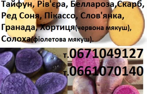 Семенная сортовая картофель