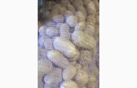 Куплю качественный картофель белых сортов от 20 тон