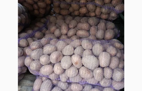 Продам крупный Товарный картофель БеллаРоза