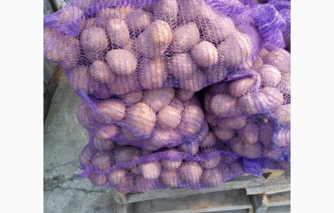 Семенной картофель оптом Пикассо