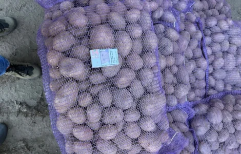 Компания поставщик закупает картофель бюджетного качества