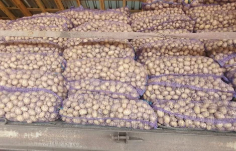 Продам посадковий матеріал рив'єра