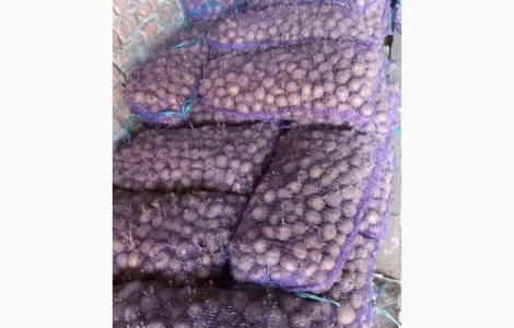 Продам картофель Ривьера второй репродукции