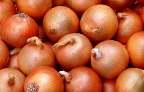 Продам семена Лук Глобус