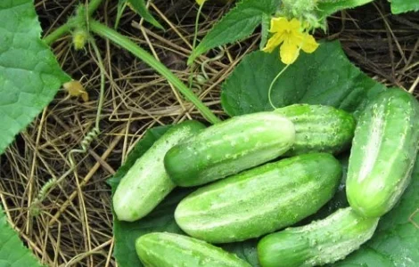 Продам насіння Огірок Ніжинський 12