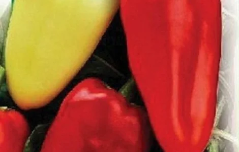 Семена перця з приватної колекції
