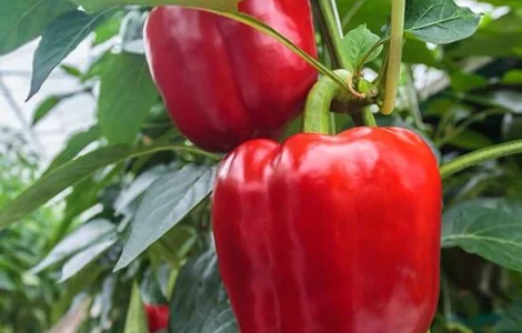 Продам семена перця Гранатова Турецька Долма
