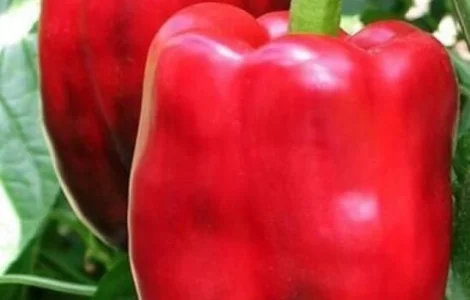 Продам насіння кубовидного перцю Скривія F1