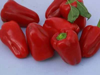 Продам семена Перець Самурай F1
