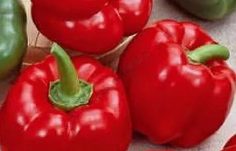 Продам семена Перец Топгриль (ратунда) «Satimex» Германия