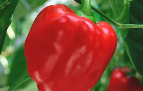Продам семена перца Король Севера