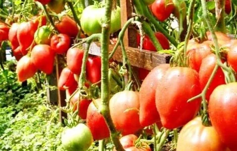 Продам насіння Томат Чудо Землі