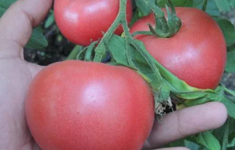 Продам семена томата Пинк Розовый (Euroseed Италия)