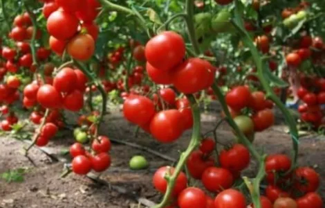 Продам семена Томат Видимо-Невидимо