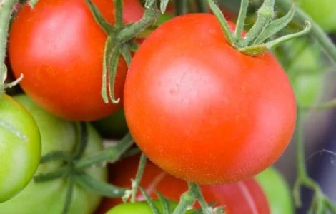 Продам томат Орел Пустелі