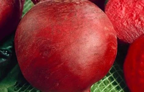 Продам семена Свекла Красный Шар