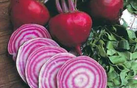 Продам семена Свекла Тонда Ди Кьожжа