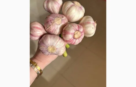 Чеснок молодой египет