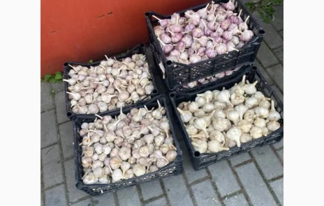 Продам чеснок разного размера есть хорошие объемы
