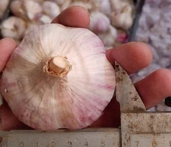 Часник бронь 1 репродукція від "АГРО-ГАРЛІК"- Любаша