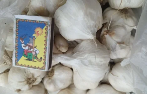 Продам часник озимий великий і на посадку 1 репродукції