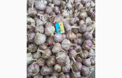 Продам часник