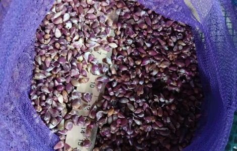 Продам воздушка чеснока сорт любаша калиброванная 4 мм в наличии