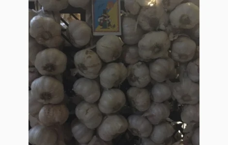 Чеснок яровой Сочинский