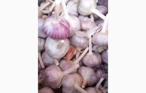 Продам озимый чеснок