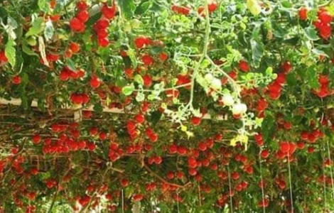 Продам семена Томатное дерево (Цифомандра)