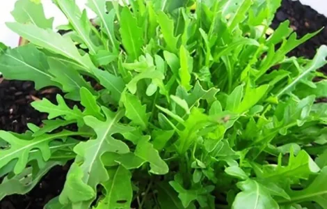Продам семена Руккола Рокита