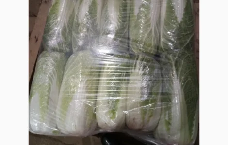 Продам пекинську капусту від постачальника з 5 тонн