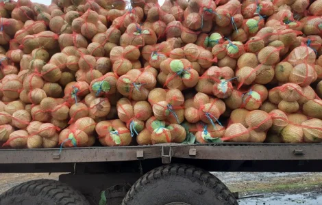 Продам белокочанную капусту