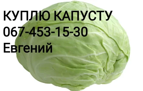 Куплю капусту оптом (1-3 кг)